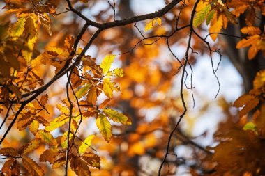Bir sürü yaprağı olan, bazıları turuncu ve sarı olan bir ağaç. Yapraklar ağacın dört bir yanına dağılmış, bazıları aşağıda, bazıları da yukarıda.