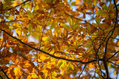 Sarı ve kahverengi yapraklı bir ağaç. Yapraklar ağacın dört bir yanına dağılmış ve farklı boyutlarda. Ağaç güneşli bir bölgede ve yapraklar güneş ışığında parlıyor.
