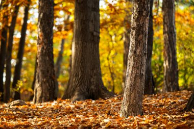 Yapraklarla kaplı gövdesi olan bir ağaç. Yapraklar turuncu ve sarıdır. Ağaç yerde bir sürü yaprakla çevrilidir.