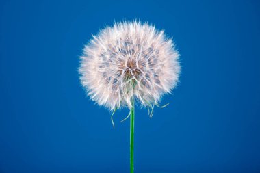 Görüntünün odak noktası, sapı olan tek bir çiçek. Çiçek beyazdır ve mavi gökyüzünde dimdik durur. Basitlik ve güzellik kavramı