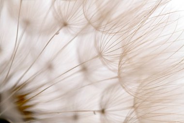 Görüntü beyaz bir arka planı olan bir çiçeğe ait. Çiçeğin sapı ve taç yaprakları da dahil olmak üzere çok fazla detayı var. Ana odak noktası çiçek olduğu için manzara huzurlu ve huzurlu.