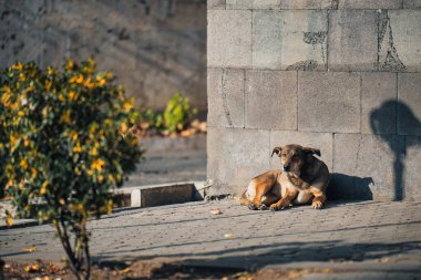 Bir köpek tuğla duvarın önünde kaldırımda yatıyor. Köpek kahverengidir ve siyah bir burnu vardır. Köpek yerde yatıyor ve kıpırdamıyor.