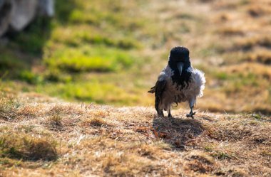 Kuru bir çim tarlasında bir karga duruyor. Kuş yorgun görünüyor ve aşağıya bakıyor.