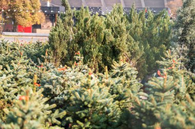 Arkasında kırmızı bir bina olan yeşil ağaçların olduğu bir tarla. Ağaçlar yeşil ve hayat dolu.