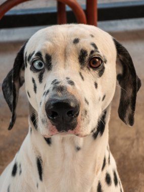 Mavi gözlü ve siyah benekli bir Dalmaçyalı. Köpek, kameraya bakıyor. Köpek beton zeminde oturuyor.