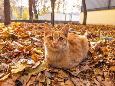 Bir kedi yaprak yığınının üzerinde yatıyor. Kedi turuncudur ve siyah bir burnu vardır. Yapraklar kahverengi ve kedinin etrafına saçılmış.