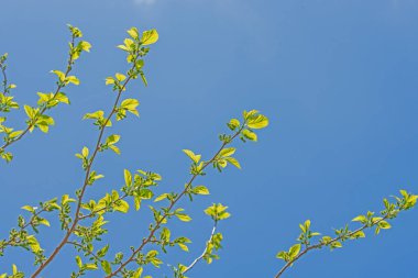 Dut ağacı mavi gökyüzüne karşı çiçek açıyor.