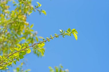 Dut ağacı mavi gökyüzüne karşı çiçek açıyor. Gökyüzü açık ve mavi ve yapraklar yeşil. Huzur ve sükunet kavramı, ağacın doğal güzelliği gibi.