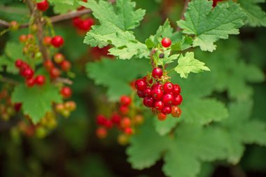 Yapraklı yeşil bir çalıda kırmızı frenk üzümü kümesi. Meyveler olgunlaştı ve toplanmaya hazır.