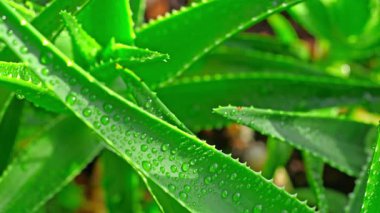 Yavaş kamera hareketi, damlacıklarla aloe vera yaprağının makro görüntüsünü yakalıyor