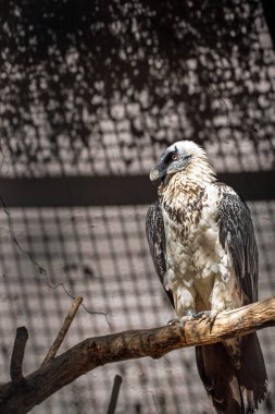 Kafesteki bir dala tünemiş bir kuş. Kuş beyaz ve siyahtır. Kafes metal parmaklıklardan yapılmış.