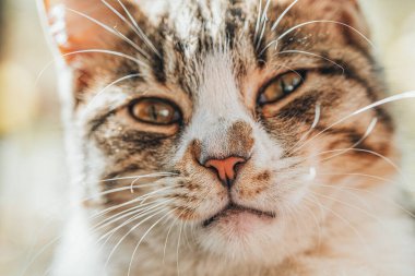 Yüzünde hüzünlü bir ifade olan bir kedi. Kedinin gözleri yeşil ve pembe bir burnu var.