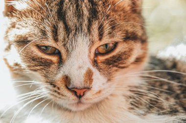 Sarı gözlü bir kedi kameraya bakıyor. Kedi bir yüzeyde oturuyor ve kameraya bakıyor.