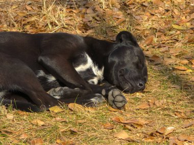 Siyah bir köpek yerde uyuyor. Köpek çimlerin üzerinde uzanıyor ve pençelerini kaldırıyor.
