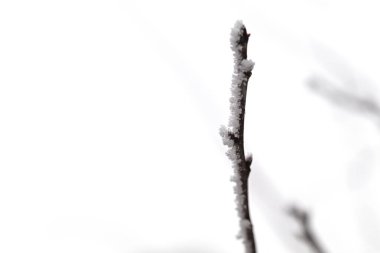 Karla kaplı bir dal. Dal ince ve üzerinde birkaç kar tanesi var.