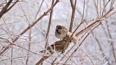 Kışın daldaki serçe kuşu karla birlikte