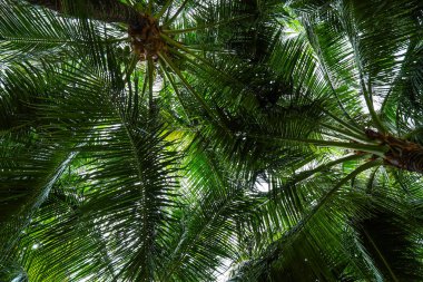 Dolu ve yeşil yaprakları olan yemyeşil bir palmiye ağacı. Ağaç uzundur ve çok fazla yaprağı vardır, ona sağlıklı ve canlı bir görünüm verir.