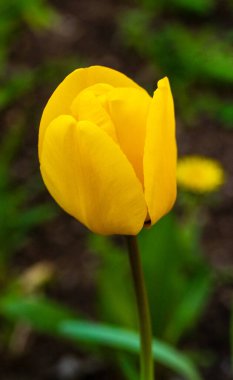 Yeşil saplı sarı bir lale çiçeği. Çiçek ön planda ve arka plan yeşil.