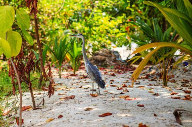 Gri balıkçıl yemyeşil alanda kumlu yolda yürüyor. Benekli güneş ışığı, tropikal yaprakların arasından süzülüyor. Kuş duraklıyor, tetikte ve yaprakların arasında sakinleşiyor. Doğanın sakin anı, huzurlu ve huzurlu.