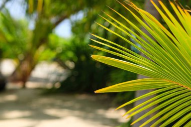Altın yapraklar, yumuşak tropikal ışıkta parıldıyor. Bulanık avuçlar güneş lekeli kumlu bir yolu çerçeveler. Yeşillik fısıldıyor sakin bir şekilde, huzurlu bir şekilde kaçarak. Tatil, seyahat ya da doğa temalı tasarımlar için mükemmel