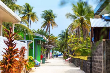 Tropical street lined with palm trees and vibrant plants. Colorful houses peek from either side of the path. Sunlit scene feels calm and welcoming. Perfect for vacation or serene lifestyle imagery