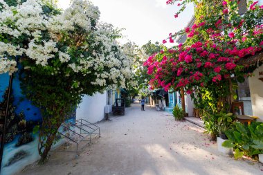 Titreşimli çiçekler sessiz, güneşli bir ara sokağı çerçeveler. Beyaz ve pembe çiçekler yıpranmış duvarların üzerinden taşar. Güneş ışınları aşağıdaki tozlu toprakta yavaşça dans eder. Sakin, tropikal sakinlikte kaybolmuş yalnız figürler.