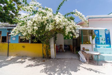 Beyaz çiçekler parlak sarı bir duvarın üzerinde asılı. Mavi gökyüzü, sahne boyunca parlak gölgeler oluşturuyor. Basit bir ahşap masa küçük bir dükkanın yanında durur. Adam yaklaşır, ellerini tezgaha koyar.