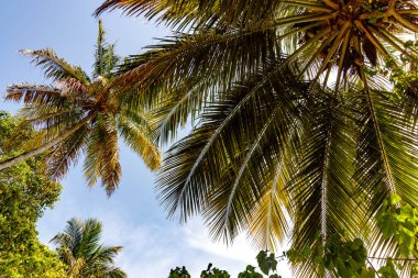 Bereketli palmiye yaprakları açık mavi bir gökyüzü çerçeveler. Güneş ışığı yeşil yaprakların arasından süzülüyor. Tranquil tropikal titreşim, seyahat görüntüsü için mükemmel. Huzurlu, davetkar his tatil veya doğa sahnelerini geliştirir.