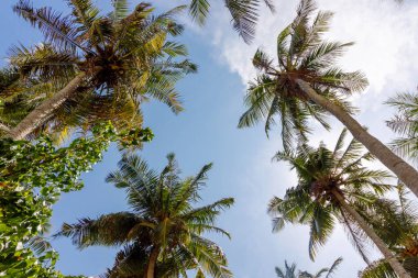 Avuçlar gün ışığında gökyüzüne doğru uzanıyor. Yapraklar nazikçe sallanır, açık mavi gökyüzünü çerçeveler. Bulutlar tembelce sürükleniyor, tropik sakinliği arttırıyor. Sahil kenarı, tatil ya da dinlenme teması için mükemmel.