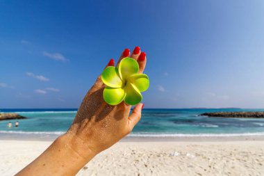 El, kumsalın yanında yeşil frangipani 'yi tutuyor. Güneş ışığı kumdan ve sakin denizden parlar. Yumuşak tropikal çiçekle kırmızı tırnaklar kontrasttır. Mavi gökyüzü sahnenin arkasında genişçe uzanıyor. Tatil ve rahatlama için mükemmel.