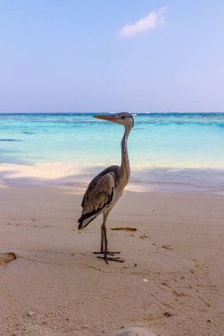 Serene Heron kumsalda duruyor. Turkuaz berrak sular yavaşça dalgalanır. Üzerinde tek bulut olan yumuşak bir gökyüzü. Kuş sakin görünüyor, uzak ufku izliyor. Seyahat için ideal, doğa.