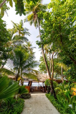 Tropikal yol gür palmiye ağaçlarının arasından esiyor. Güneş ışığı yukarıdaki yeşil yaprakların arasından süzülür. Sahil kenarındaki kulübe sakin ve sıcak bir rahatlamaya davetiye çıkarıyor. Kum yolu huzur ve gölgeli kaçışa götürür.