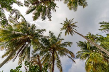 Uzun avuçlar yumuşak, bulutlu bir gökyüzüne doğru uzanıyor. Yeşil parmaklar hafif esintide sallanıyor. Sakin, sıcak melodiler tropikal sükuneti çağrıştırıyor. Tatil, seyahat ya da plaj temalı tasarımlar için mükemmel.