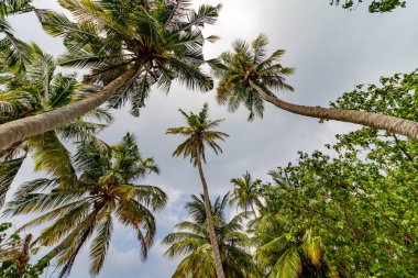 Yüksek palmiyeler yumuşak, bulutlu bir gökyüzüne doğru uzanıyor. Yapraklar nazikçe sallanarak, sakin bir tropikal görüntü oluşturur. Yeşil yapraklar kontrastı soluk, dağınık gün ışığı ile. Seyahat ve tatil için mükemmel.