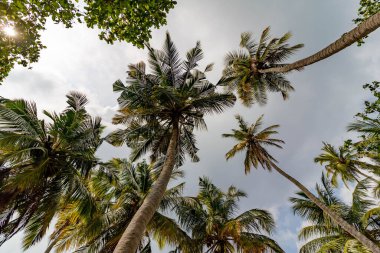 Yüksek palmiyeler gökyüzüne doğru uzanır, zarafetle bükülür. Güneş ışığı yoğun yeşil yaprakların arasından süzülür. Bulutlar canlı yaprakların arkasında yavaşça sürükleniyor. Tropik sakinlik çerçeveyi doldurur. Tatil için mükemmel.