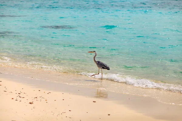 Zarif balıkçıl kumlu sahilde yalınayak yürüyor. Gelgit dalgaları, turkuaz suyun nazikçe tur atması gibi fısıldıyor. Kuşun uzun boyun kıvrımları, avını arayan gözler. Güneşli sahil sükuneti yansıtır