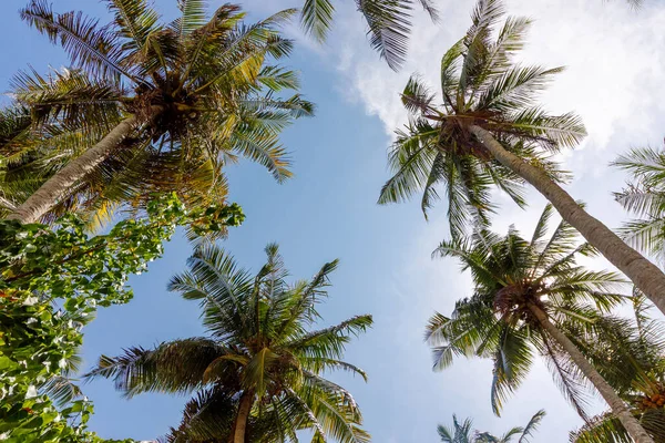 Avuçlar gün ışığında gökyüzüne doğru uzanıyor. Yapraklar nazikçe sallanır, açık mavi gökyüzünü çerçeveler. Bulutlar tembelce sürükleniyor, tropik sakinliği arttırıyor. Sahil kenarı, tatil ya da dinlenme teması için mükemmel.
