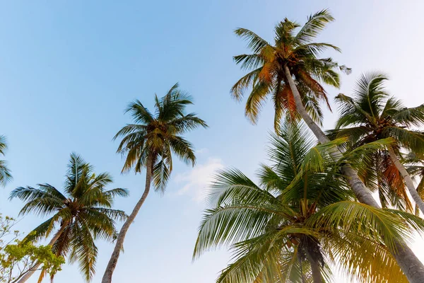 Tropik palmiyeler açık mavi gökyüzüne doğru uzanıyor. Güneş ışığı yaprakların arasından altın sarısı renklerde parıldar. Sakin atmosfer, yaz tatillerini ve sükuneti çağrıştırıyor. Seyahat broşürleri için mükemmel.