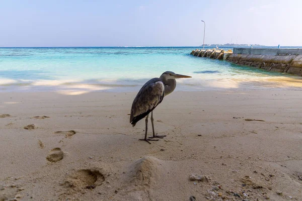 Heron hala kumlu sahilde duruyor. Temiz turkuaz dalgalar nazikçe ayaklarının dibinde tur atar. Uzak dalgalar sakin ufku çerçeveler. Kuşlar bakar, sakin ve sabırlıdır