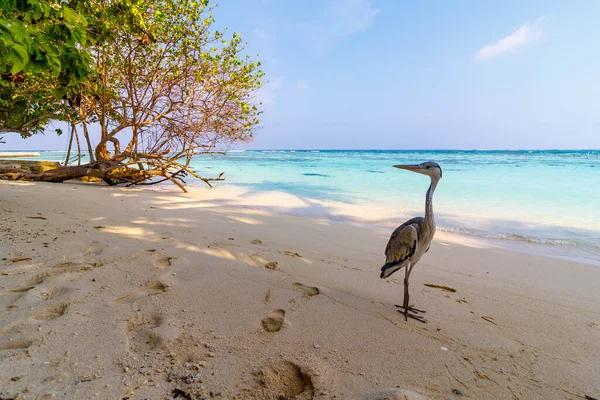 Plaj kuşu turkuaz suyun yanındaki yumuşak kumun üzerinde sakince duruyor. Ağaç dalları sahili altın ışıkla gölgeliyor. Ayak izleri deniz kenarındaki sessiz yolu işaret ediyor. Yolculuk için mükemmel, doğa.