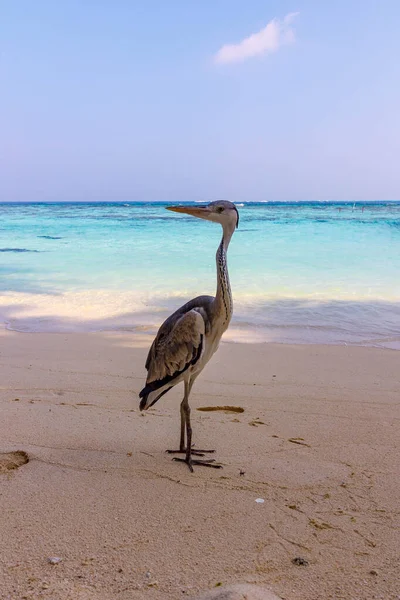 Serene Heron kumsalda duruyor. Turkuaz berrak sular yavaşça dalgalanır. Üzerinde tek bulut olan yumuşak bir gökyüzü. Kuş sakin görünüyor, uzak ufku izliyor. Seyahat için ideal, doğa.