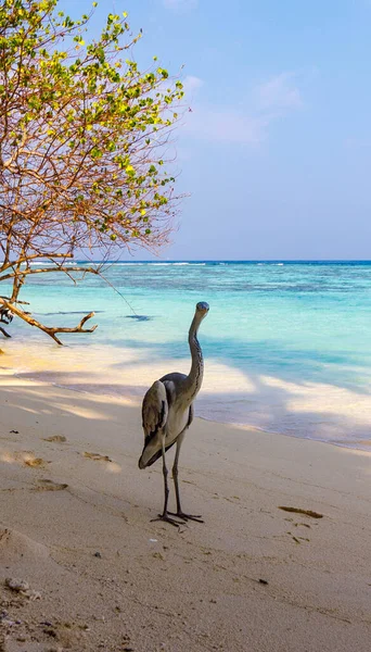 Yalnız balıkçıl el değmemiş kumsalda duruyor. Sakin turkuaz sular, berrak gökyüzünün altında yumuşak kumullarla buluşur. Ağaç dalları sahneyi ılık sonbahar tonlarıyla donatır