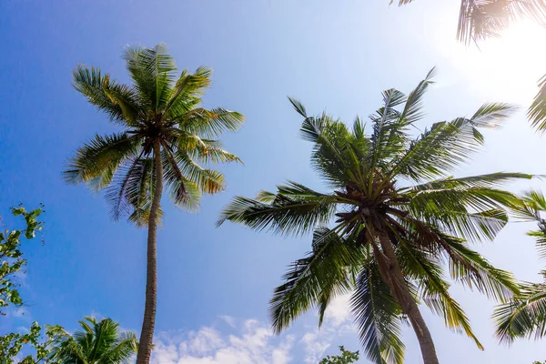 Uzun palmiye ağaçları parlak mavi gökyüzüne doğru uzanıyor. Güneş ışığı yeşil yaprakların arasında parlar, doğal gölgeler bırakır. Sahne sakin, tropikal dinginlik ve huzur dolu kaçışı çağrıştırıyor.