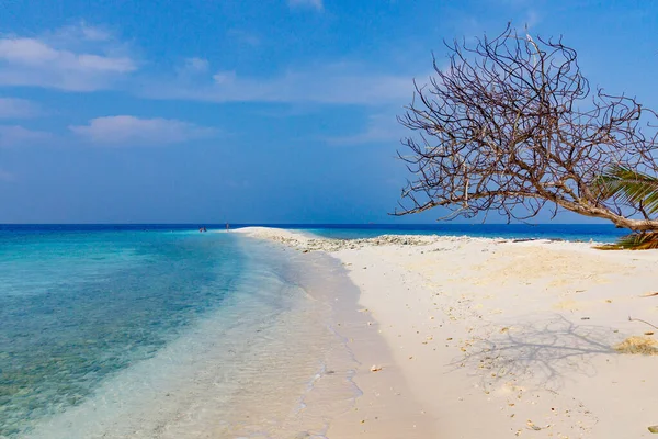 Sakin sahil kıvrımları berrak mavi gökyüzü altında. İnce ağaç yumuşak beyaz kumun üzerine eğilir. Kristal sular yavaşça kıyıya vurur. Parlak güneş parıldar, huzurlu gölgeler bırakır