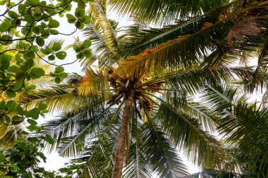 Yükselen palmiye yaprakları güneşli tropikal bir gökyüzü çerçevesi oluşturuyor. Bereketli yeşil yapraklar rüzgarda hafifçe sallanıyor. Yapraklar başımızın üstünde dans ediyor, gölgeler dökülüyor. Sakin, dokunulmamış doğa sükuneti ve merakı davet eder.
