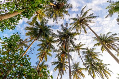 Uzun avuçlar parlak mavi gökyüzüne doğru uzanır. Güneş ışığı yeşil yaprakların arasından süzülür. Bulutlar ağaçların üzerinde tembelce sürükleniyor. Hindistan cevizi yaprakları hafif esintide sallanır