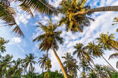 Uzun avuçlar açık mavi gökyüzüne doğru uzanıyor. Soluk bulutlar yeşil yaprakların üzerinde tembelce sürüklenirler. Güneş ışığı yapraklı gölgelerin arasından süzülür. Tropik sakinlik bu huzurlu manzaradan yayılıyor