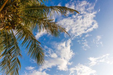 Tropik palmiye yaprakları parlak mavi gökyüzüne doğru uzanıyor. Bulutlar tembelce, yumuşak ve beyaz sürükleniyor. Güneş ışığı yeşil yaprakların arasından süzülür. Sakin, sıcak ve davetkar bir atmosfer. Tatil için mükemmel.