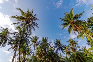 Uzun palmiye ağaçları açık mavi gökyüzüne doğru uzanıyor. Pürüzlü yapraklar ılık rüzgarda hafifçe sallanıyor. Güneşli yapraklar verimli, tropikal bir tepe örtüsü oluşturur. Yumuşak, ince bulutlarla canlı yeşil zıtlıklar