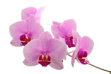 Yumuşak pembe orkideler saf beyaza karşı zarafetle çiçek açar. Hassas yapraklar canlı merkezlerin etrafında nazikçe kıvrılır. Çiçekler doğal olarak ince gövdede toplanır. Çiçek tasarımları ve düğünler için mükemmel bir görüntü.